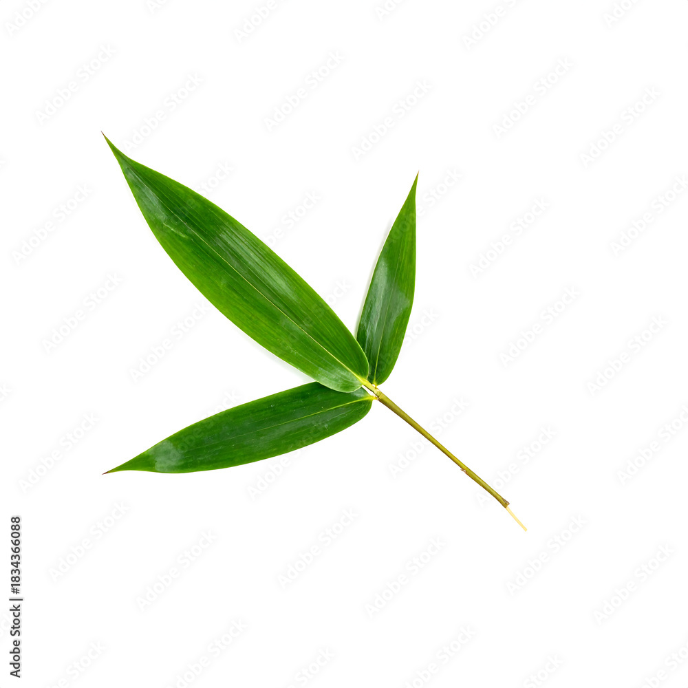 Fototapeta premium Fresh Green Bamboo Leaves Branch - Tropical Botanical Specimen Isolated
