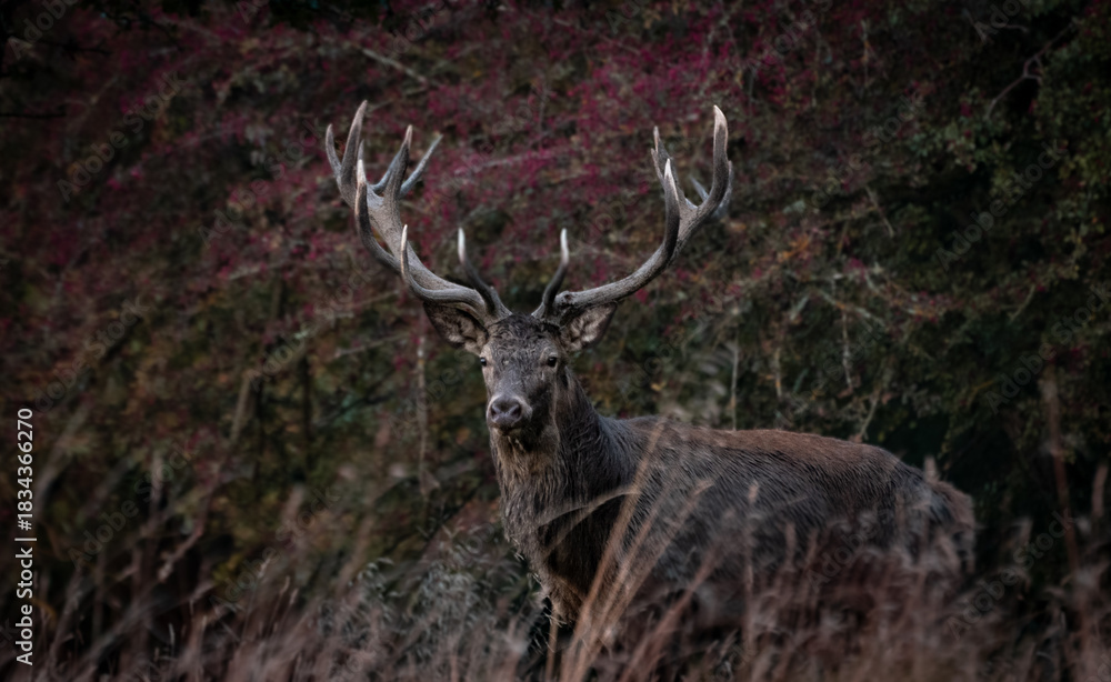 Obraz premium Deer