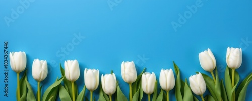 Elegant white tulips against a vibrant blue background floral photography nature close-up freshness
