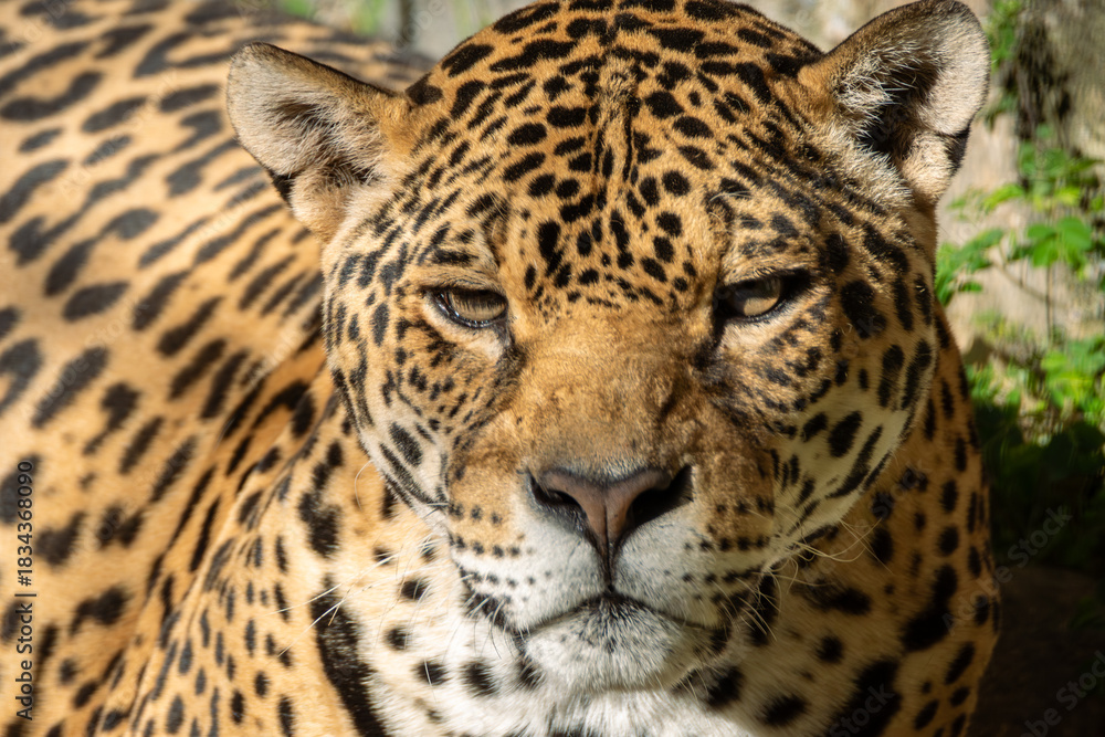 Obraz premium Jaguar