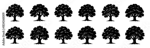 Silhouettes of mature oak trees with wide branching crowns. Each tree presents unique foliage density and trunk character