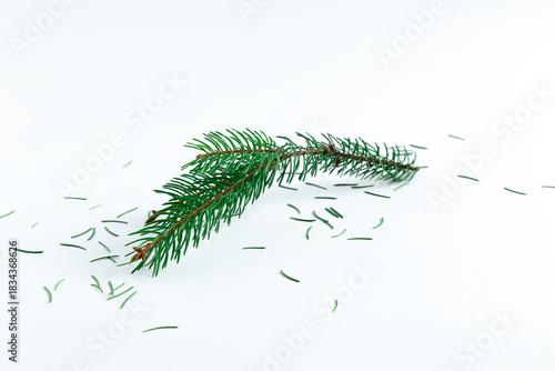 Fallen Spruce Branch with Scattered Needles on White Background