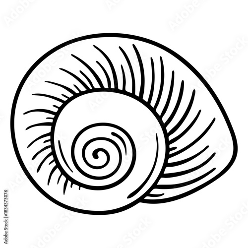 Seashells nautilus stroke