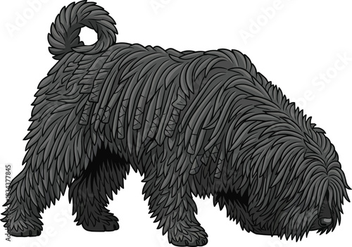 Hungarian Puli dog crouched sniffing stance side profile