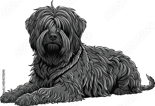 Hungarian Puli dog lying down with raised head illustration