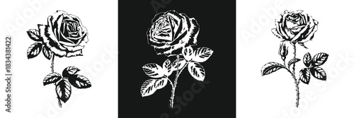 Detailed rose flower silhouette set with blooming rose buds leaves and thorny stem in bold black and white vintage botanical style