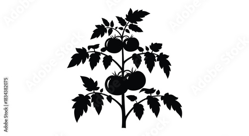 Tomato plant with ripe tomatoes on the vine silhouette