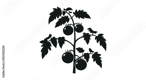 Tomato plant with ripe tomatoes growing silhouette style isolated
