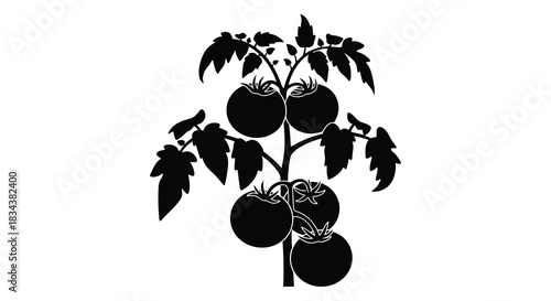 Tomato plant with ripe tomatoes on the vine black and white silhouette