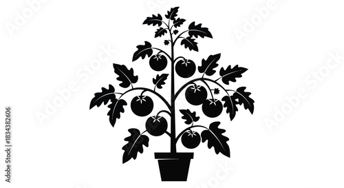 Tomato plant in pot silhouette with ripe tomatoes and leaves illustration
