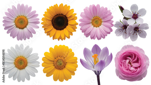 A set of eight colorful flowers arranged in two rows against a white background