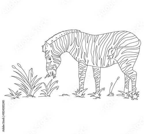 Cute cartoon hand drawn vector  zebra grazing on grass outline.
