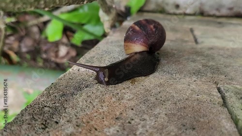 Close-up of a snail moving slowly on a rough stone in nature. Macro shot of a snail gliding on a stone, showcasing slow movement. Snail slowly crawling on a stone surface, macro photography detail