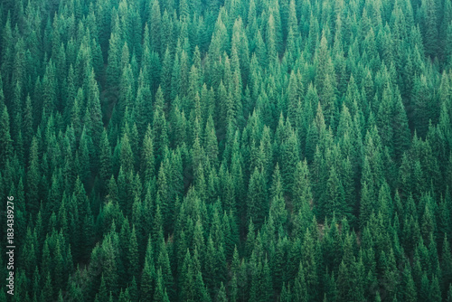 Many evergreen trees grow closely together in a dense forest. The trees stretch across the land, reaching towards the sky. The scene shows a peaceful and natural setting