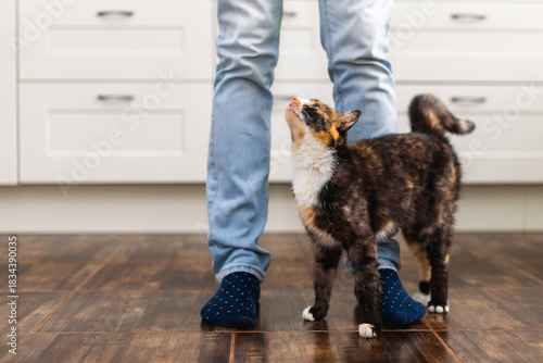 Tabby cat cuddles against owner legs in home kitchen and looks upward. Cat shows affection and trust creating warm domestic moment in bright indoor environment.