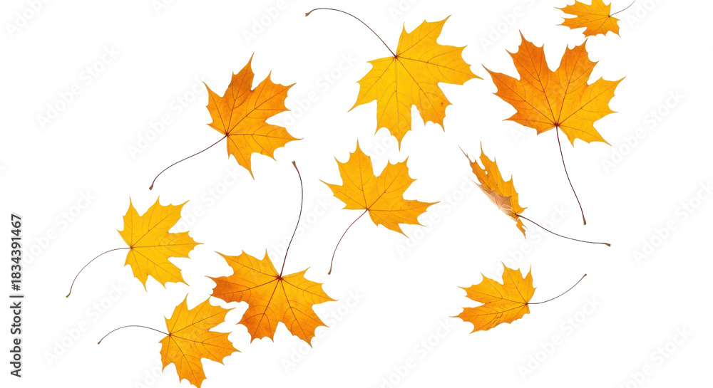 Fototapeta premium A set of vibrant red, orange and yellow autumn maple leaves isolated on transparent background. Fall designs. Thanksgiving themes, backgrounds, and patterns.