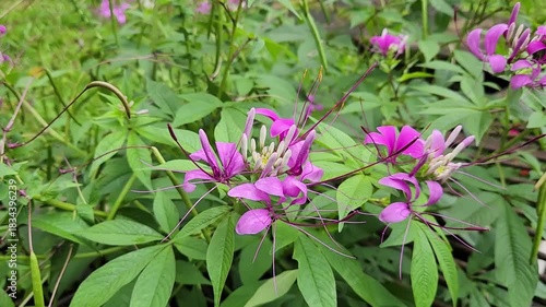 Beautiful pink flowers with vibrant petals in nature's beauty. Close-up of purple blooming flowers in a lush green garden. Vibrant pink flowers blossoming amidst a lush green background.