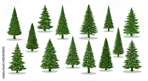 Collection of Evergreen Conifer Trees for Winter or Christmas Themes
