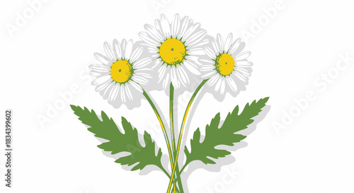 Daisy Flowers Illustration A Vector Graphic of Beautiful White Petals with Green Stems