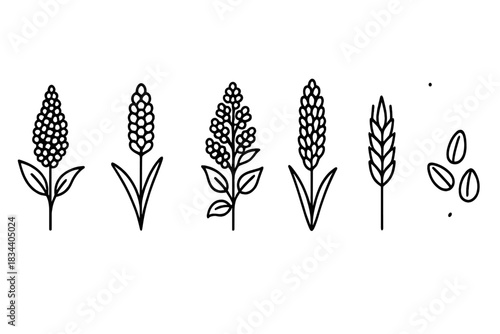 Ancient Grain Icons. Line style icons of ancient grains: amaranth cluster, millet stalk, quinoa plant, sorghum head, einkorn wheat