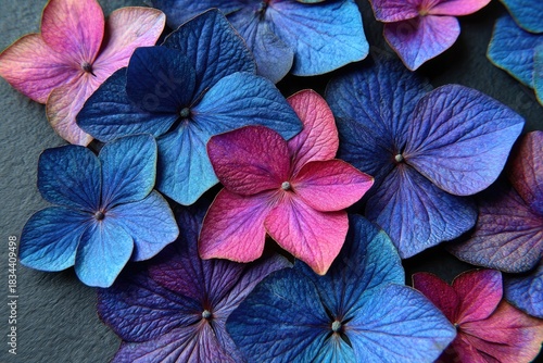 Wallpaper Mural Close-up of vivid, multicolored petals, arranged on a dark, textured surface Torontodigital.ca