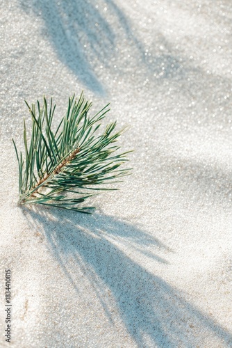 Pine branch casts a shadow on textured, sun-drenched sand