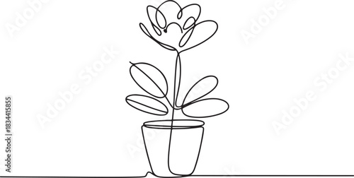 Continuous single line drawing of indoor flower. Indoor plant in a pot. one line Icon drawing