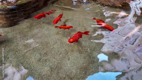Red fish swimming in a fountain, with clear water, stone details, and ornamental charm