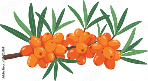 Illustration of a branch of sea buckthorn with bright orange berries and green leaves on a white background