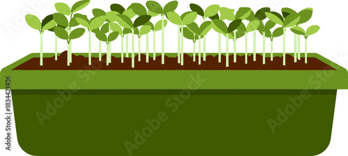 Container with young seedlings representing growth and gardening on a white background
