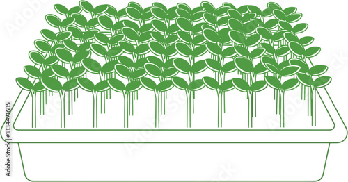 Illustration of a simple  seedling tray filled with young plants on a green background representing gardening and growth