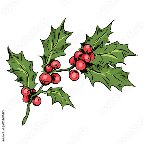 Mistletoe branch illustration mistletoe