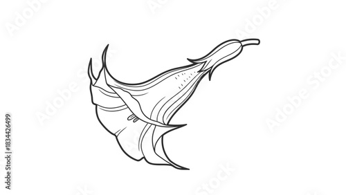 Stylized line art drawing of a trumpet-shaped flower, botanical illustration. isolated on white background, Vector