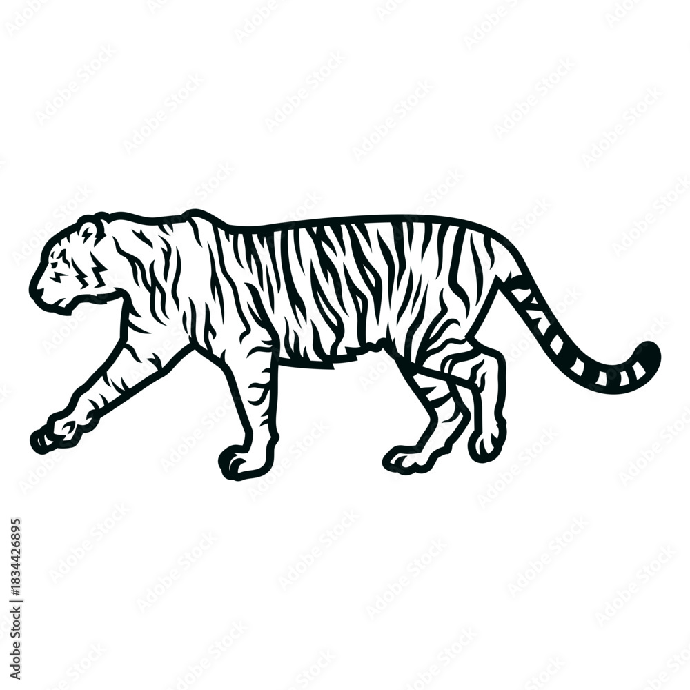 Fototapeta premium Tiger walking stroke