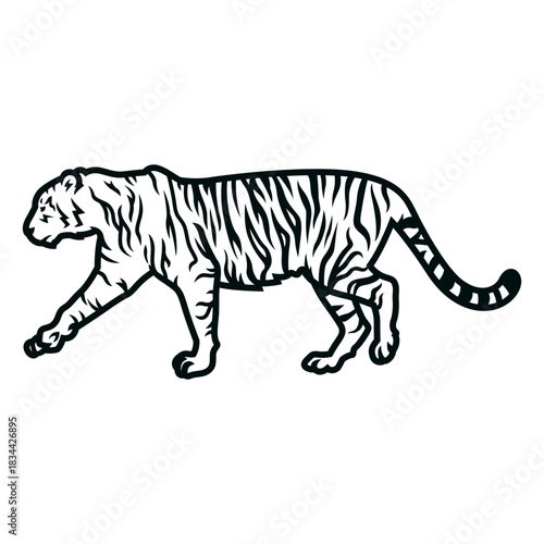 Tiger walking stroke