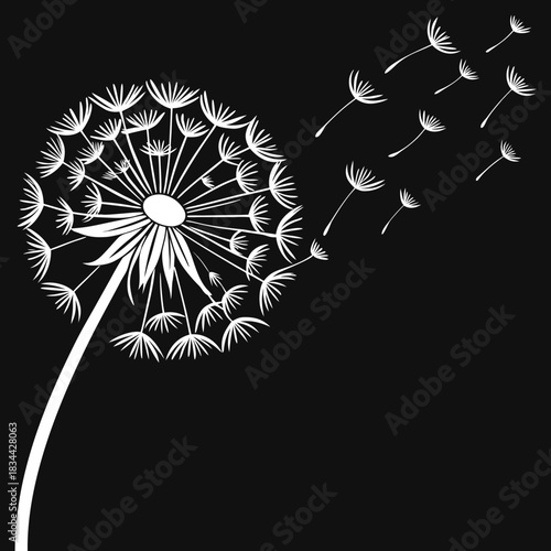Vector illustration stylized white silhouette of a dandelion seed head dispersing its fluffy seeds against a solid