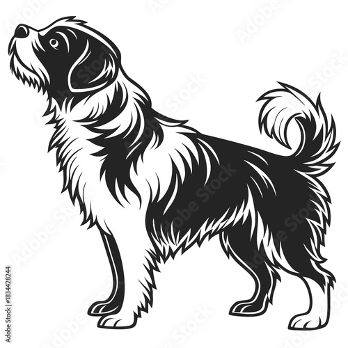 Vector illustration black and white vector illustration of a fluffy, longhaired dog standing and looking up