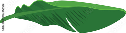 Green leaf of a banana tree isolated on white background	