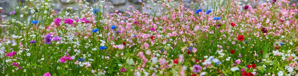 custom made wallpaper toronto digitalSchöne bunte blühende Wiese mit Wildblumen, im Panoramaformat, (Nahaufnahme).