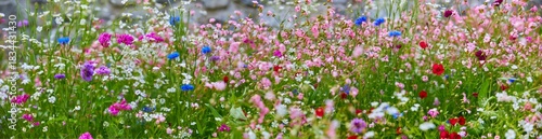 Wallpaper Mural Schöne bunte blühende Wiese mit Wildblumen, im Panoramaformat, (Nahaufnahme). Torontodigital.ca