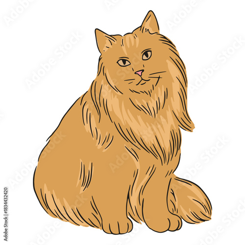 Maine coon fluffy illustration