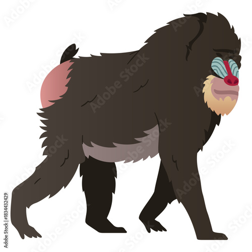 Mandrill monkey illustration mandrill