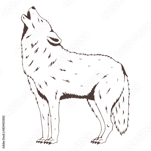 Standing howling wolf hand drawn