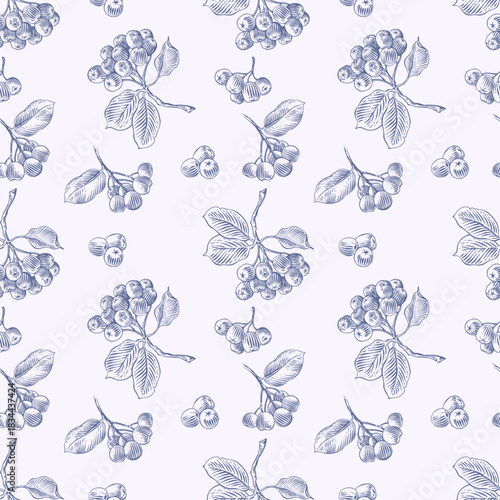 Seamless aronia branch pattern. Hand drawn botanical vector illustration