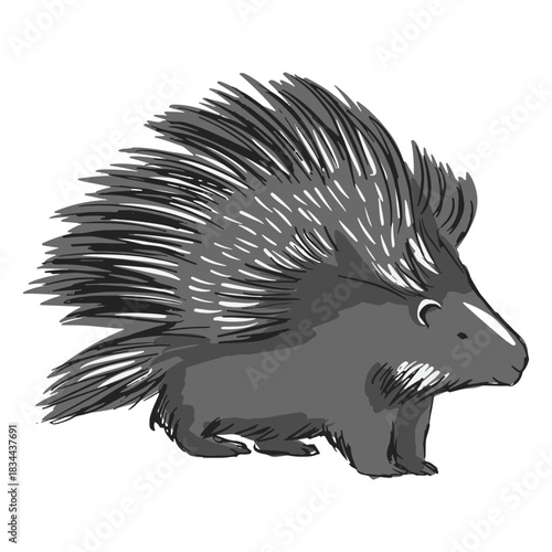 Porcupine spines illustration