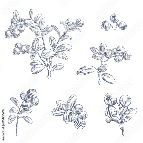 Lingonberry branches. Hand drawn botanical vector illustration in engraving style
