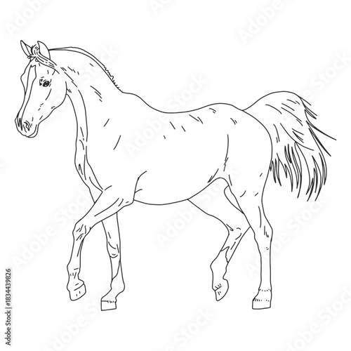 Realistic horse hand-drawn