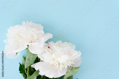 Fresh peony flowers