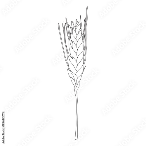 Short wheat spike illustration
