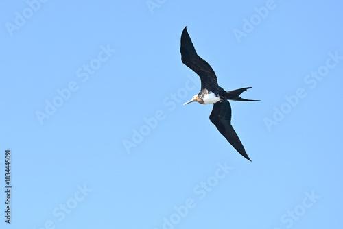 Quadro su tela Prachtfregattvogel , auch Magnificent Frigate Bird